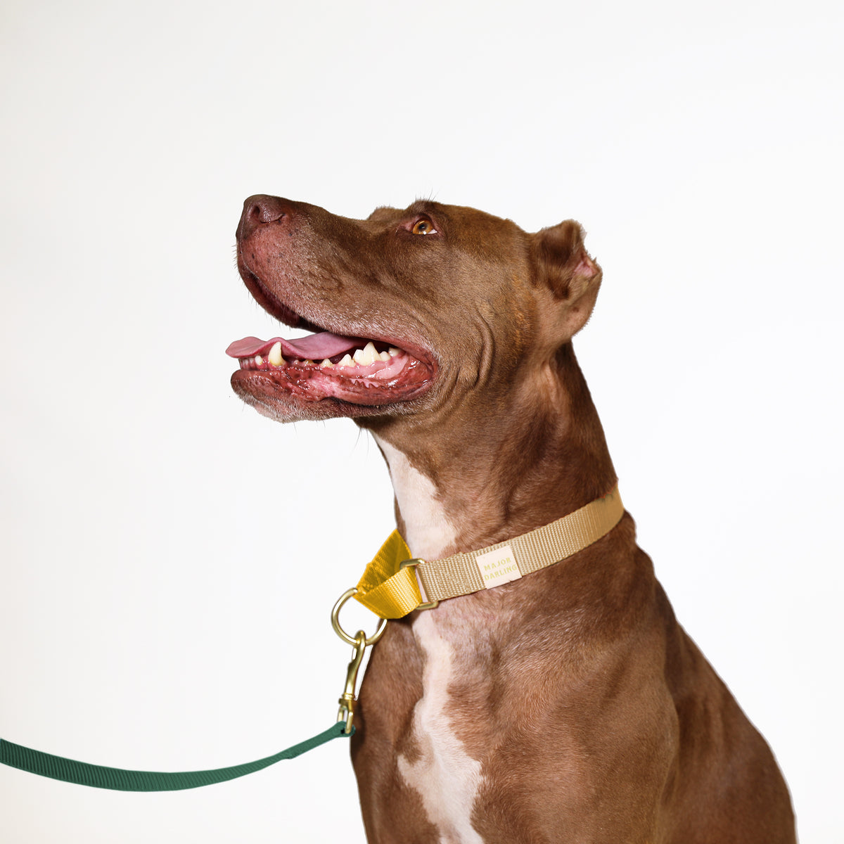 Gold clearance martingale collar