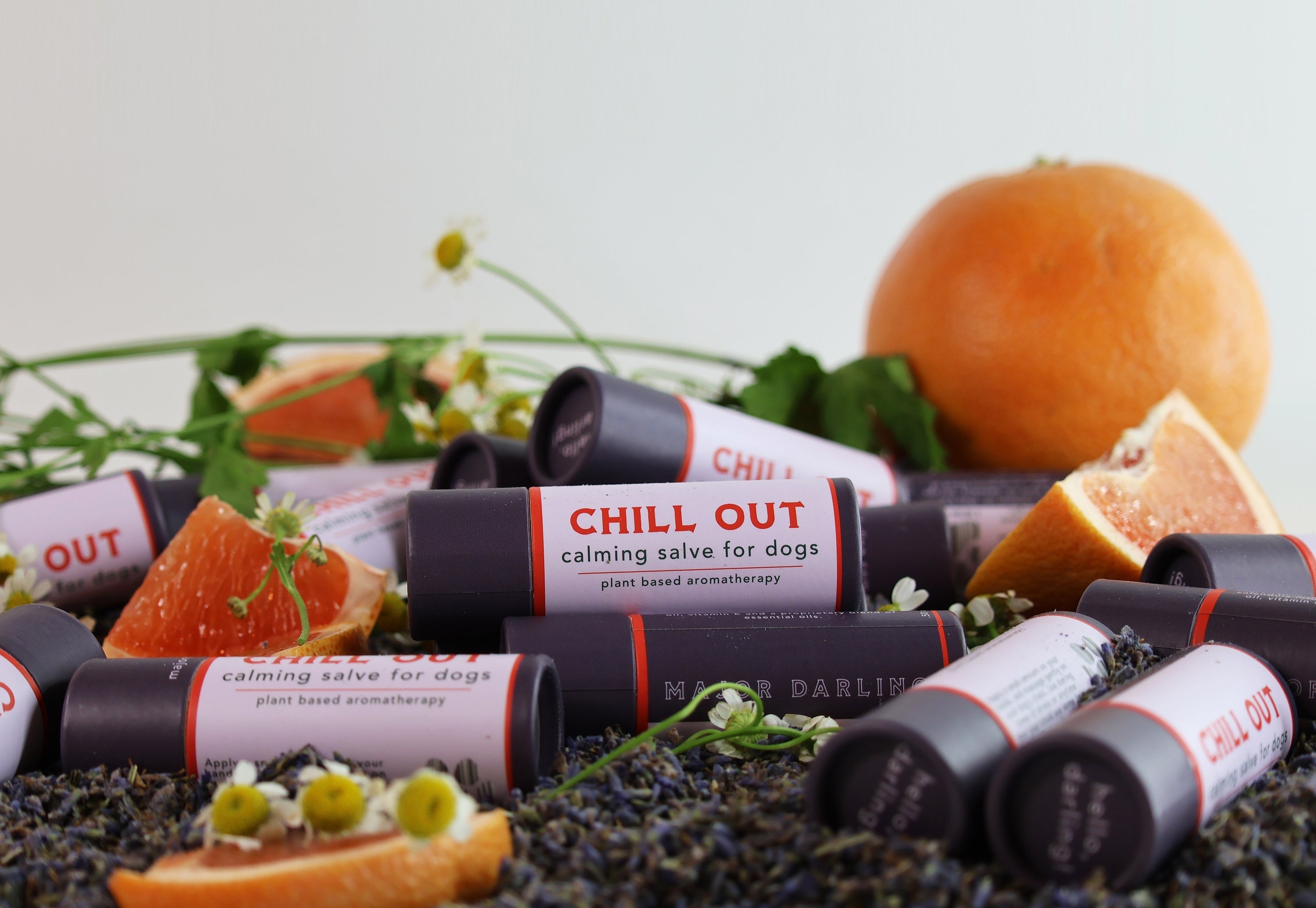 Aromatherapy: Using the Power of Your Dog's Nose