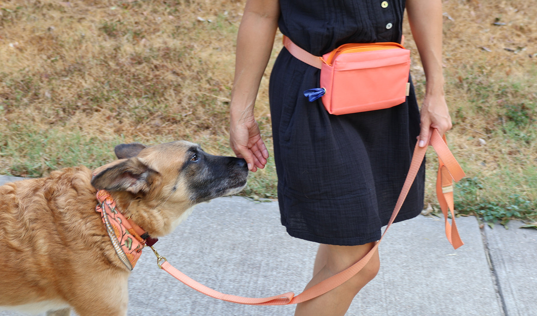 cute rescue dog in training session with woman teaching touch