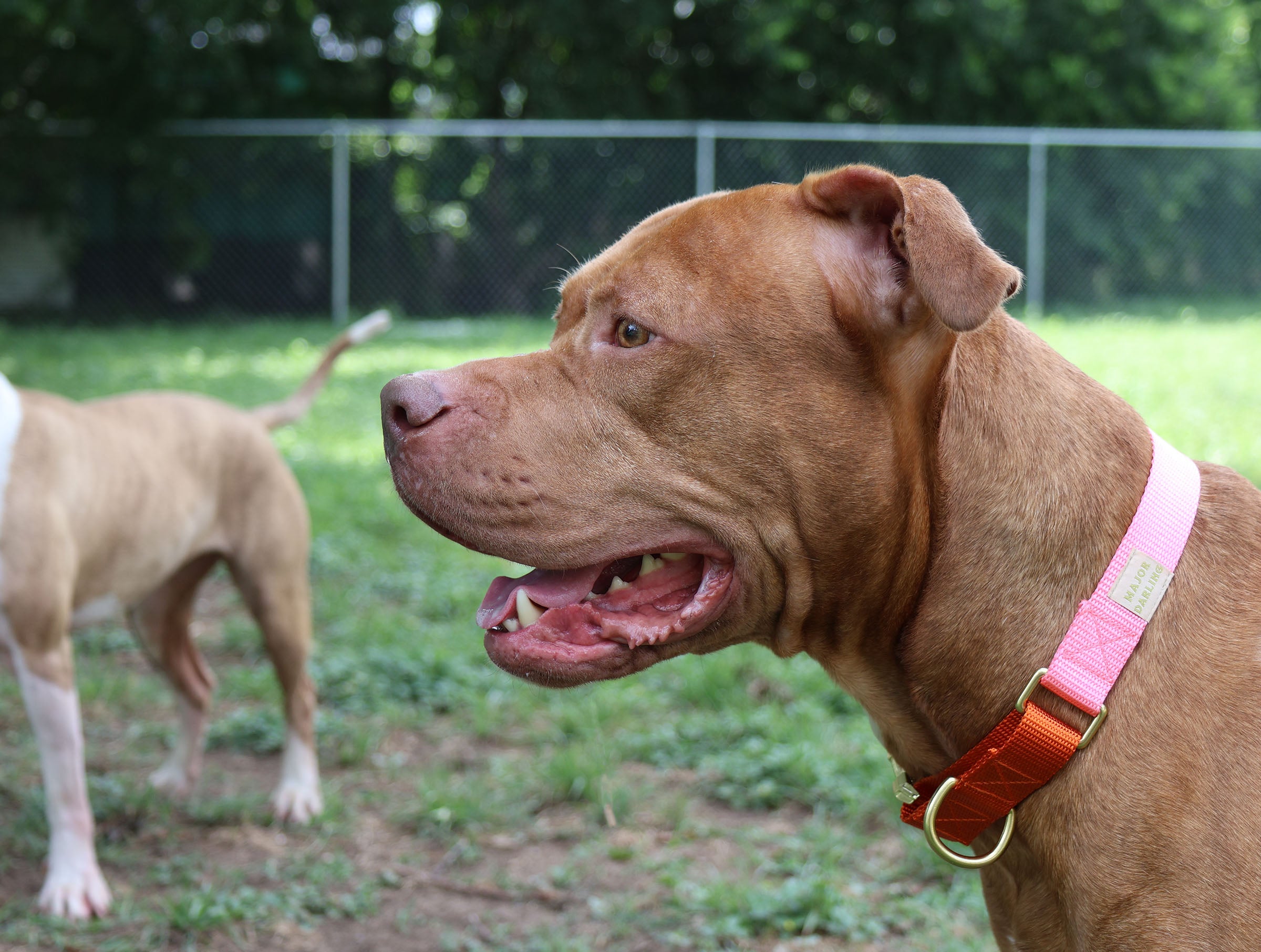 More About Martingales: How to Properly Fit a Martingale Collar