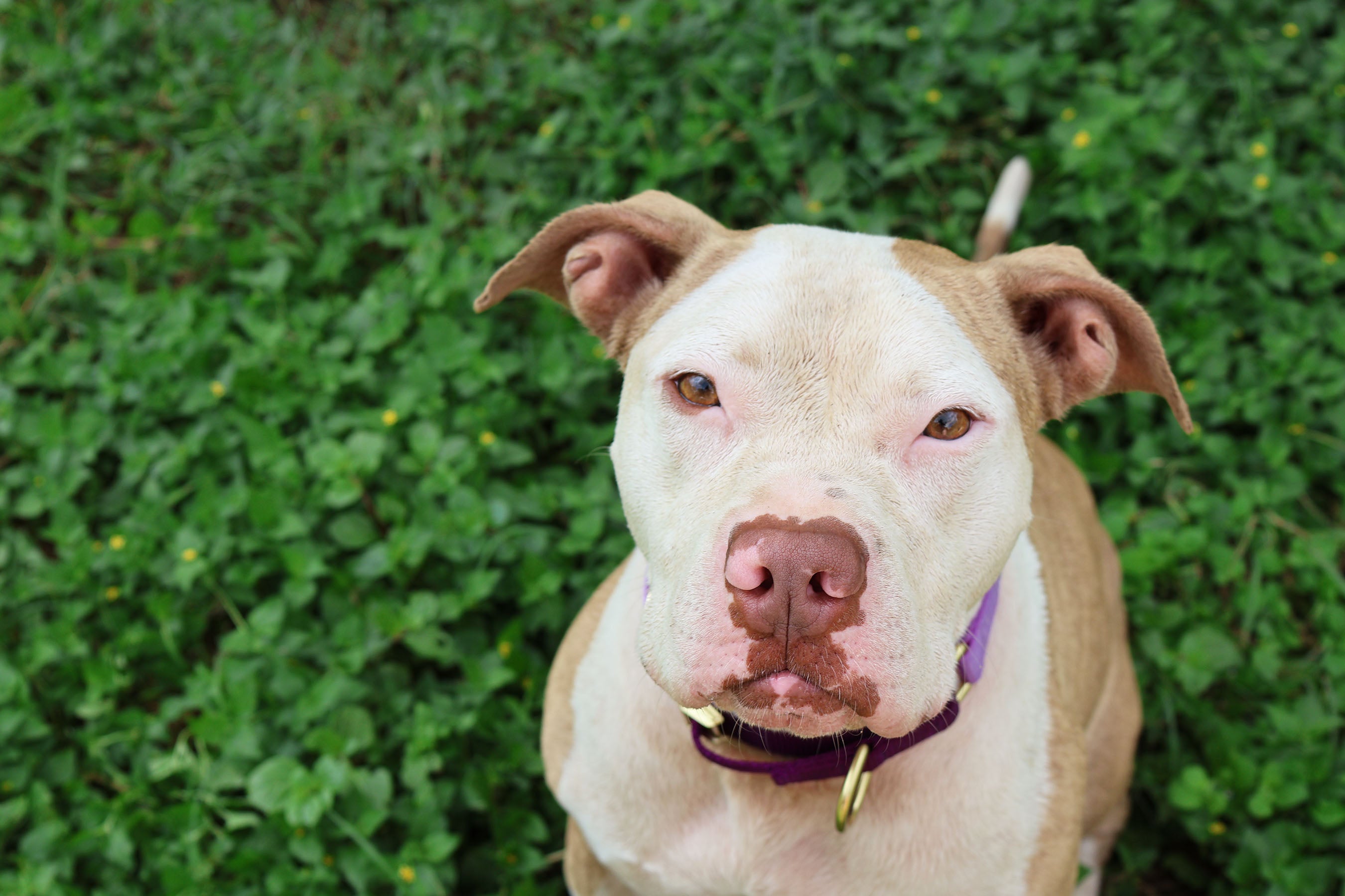 Canine Enrichment: Boosting Your Dog’s Well-being and Happiness