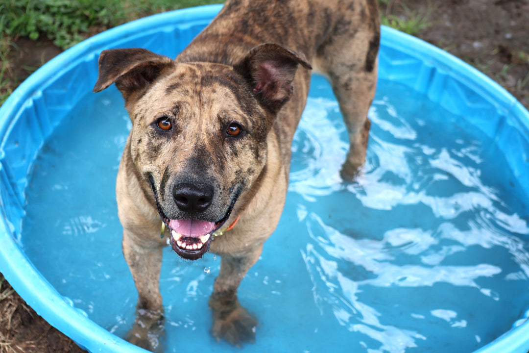 Borrow a Shelter Dog for the Day: Dog Day Out Programs and Field Trip Ideas