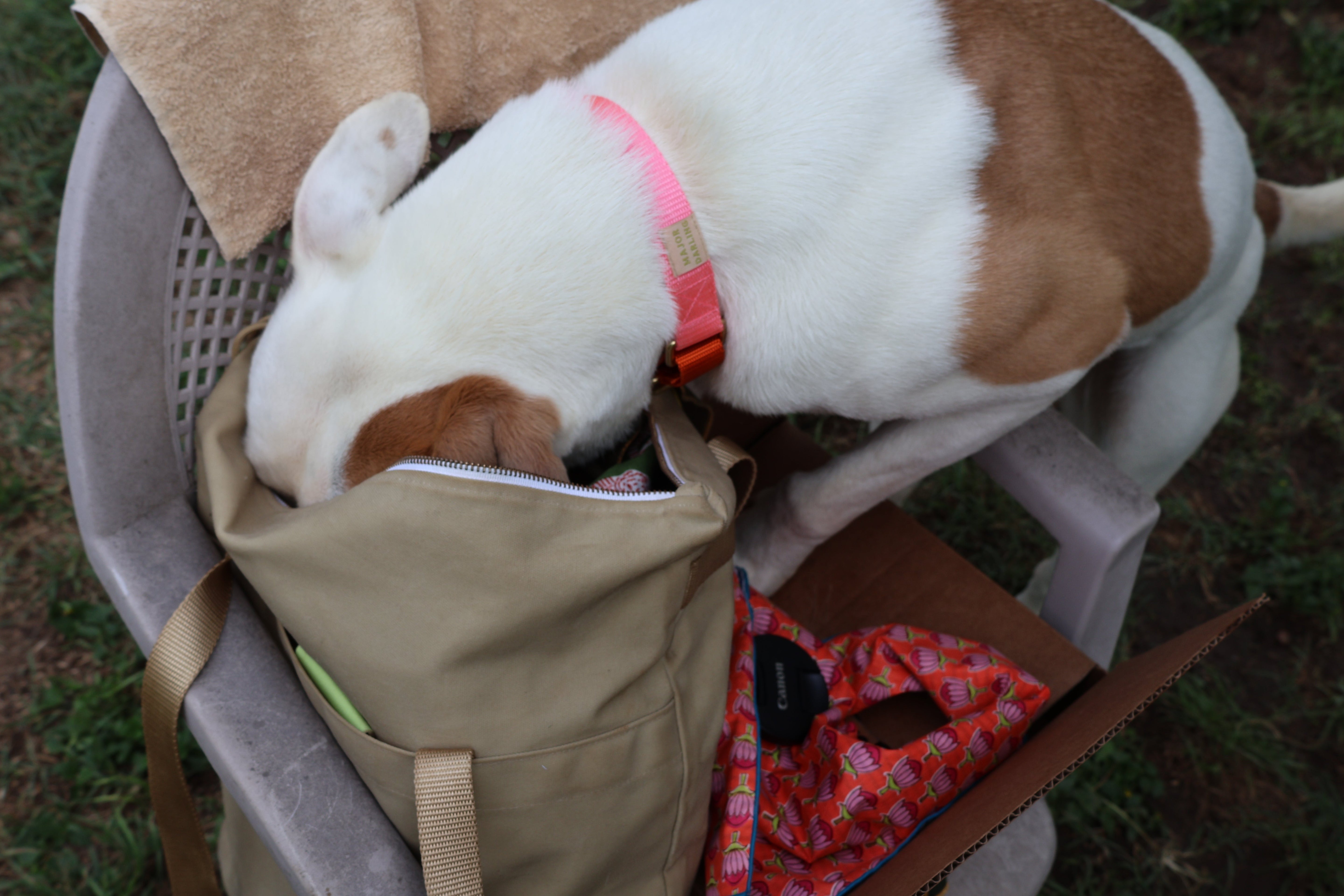 The Science Behind Enrichment (and Why Your Dog Needs It)