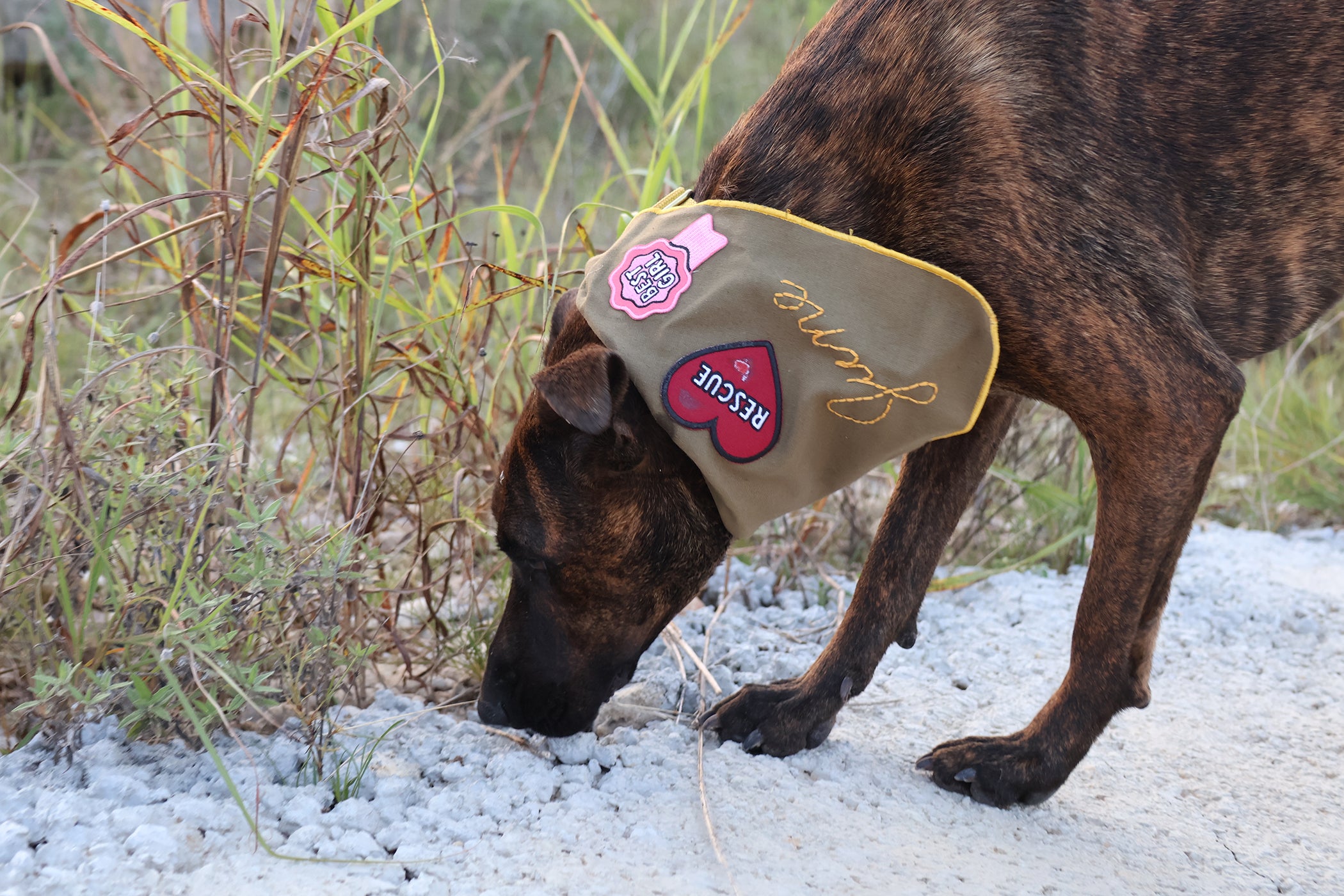 rescue dog sniffing something on ground