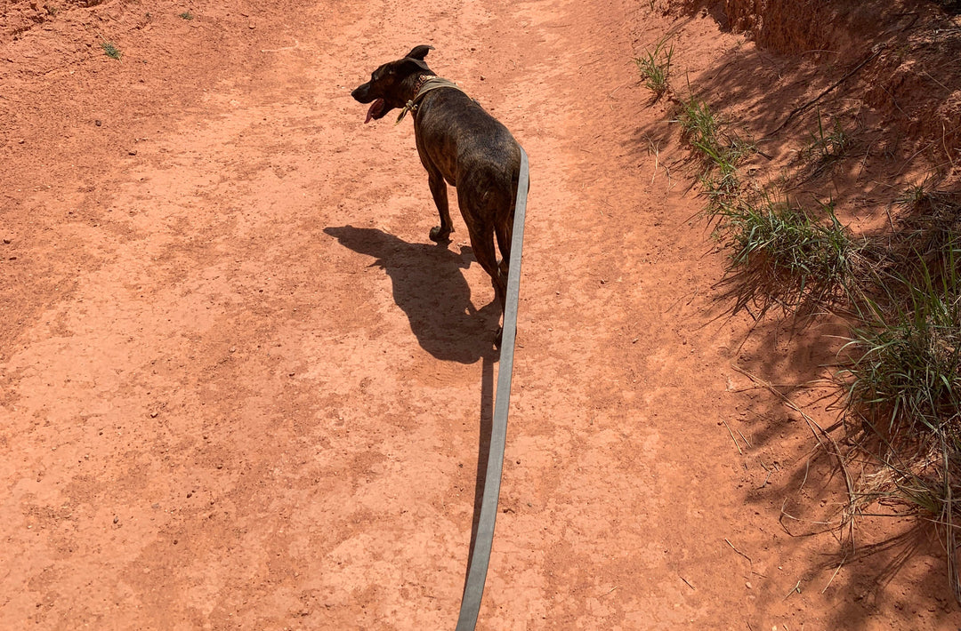 Why Dogs Often Benefit From More Leash Length