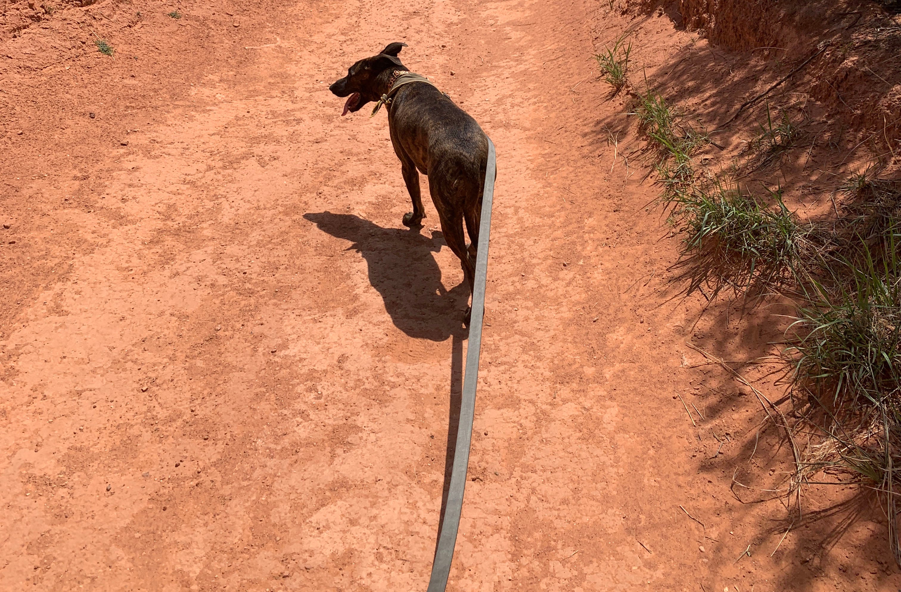 Why Dogs Often Benefit From More Leash Length