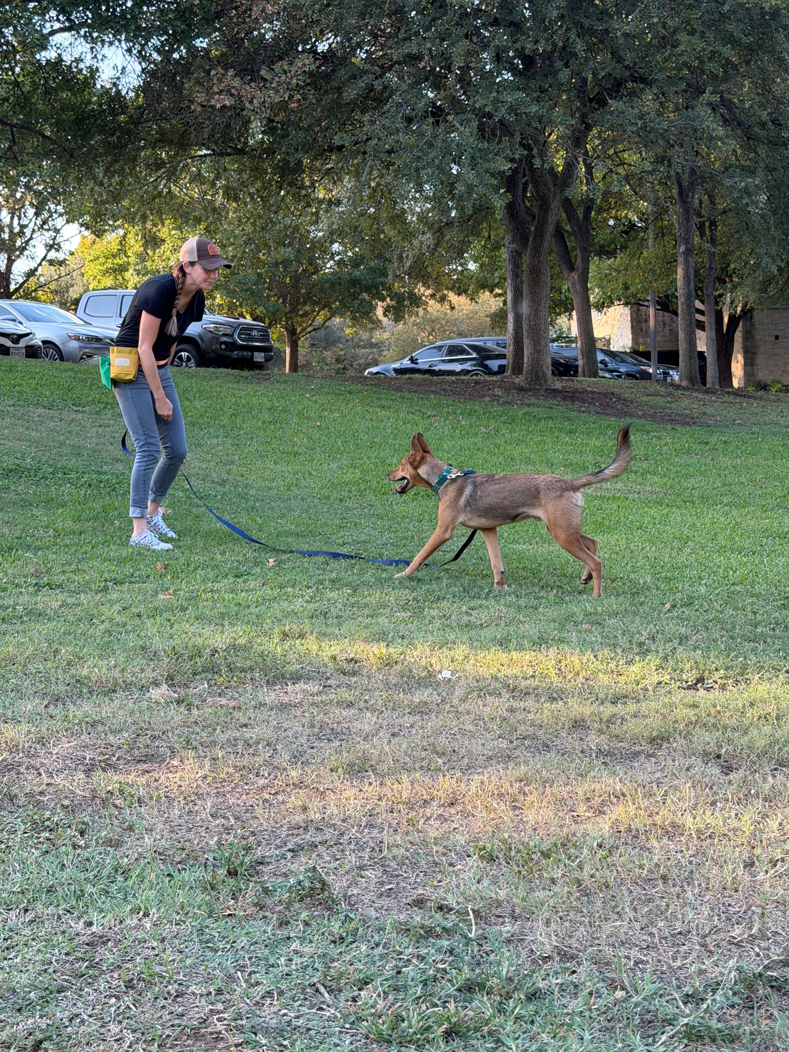 dog on long leash for sniff enrichment