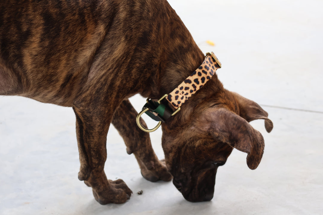 What Collar Is Best for a Dog Who Backs Out of Their Collar?