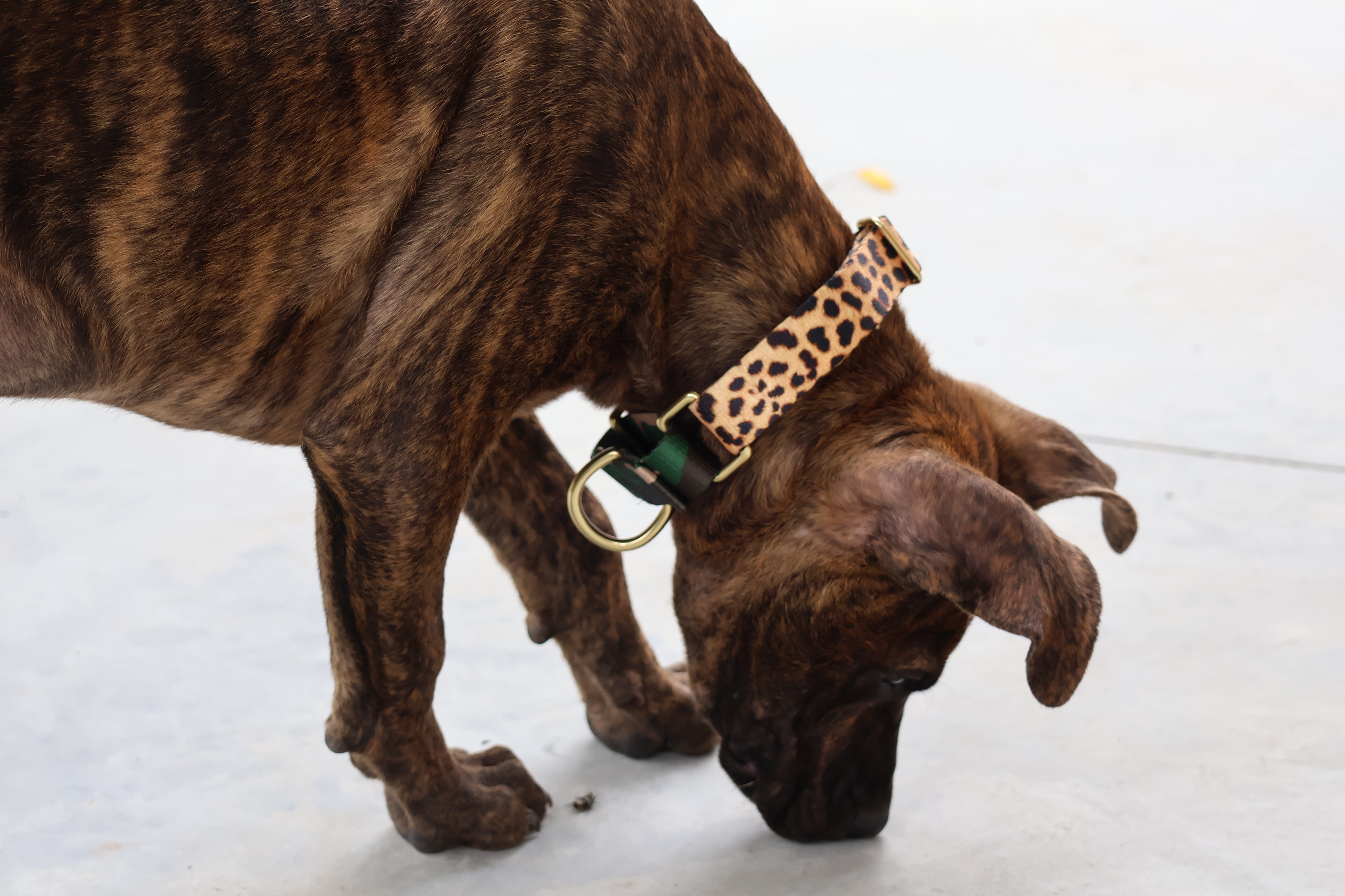 What Collar Is Best for a Dog Who Backs Out of Their Collar?