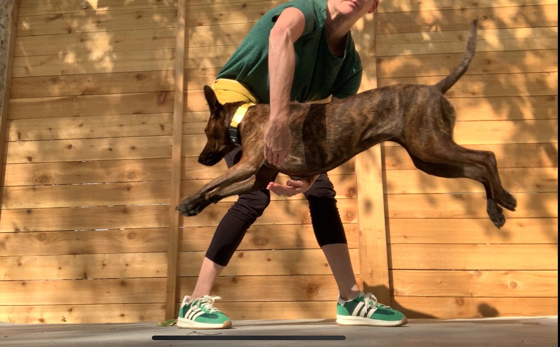 rescue dog is jumping through womans arms