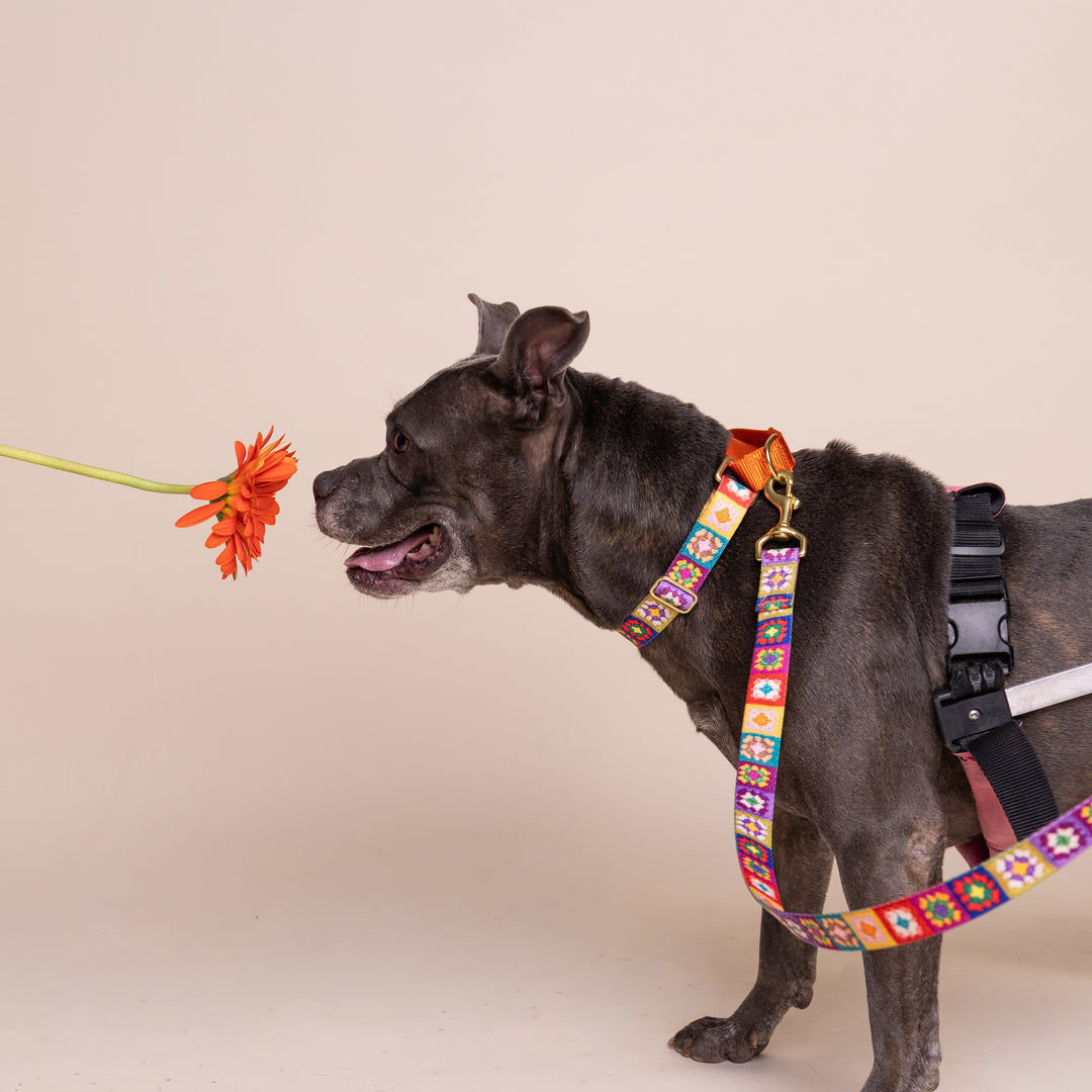 *NEW - PREORDER* martingale collar / granny squares print