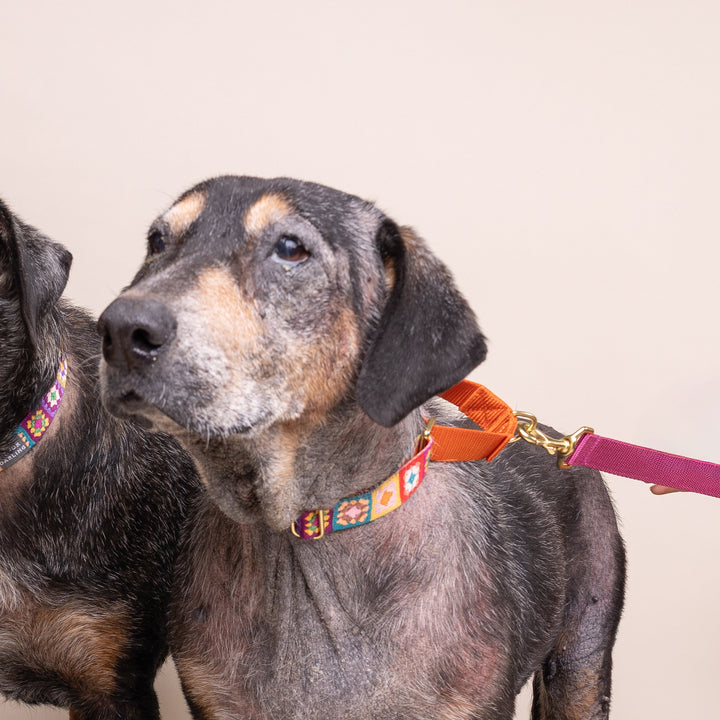 *NEW - PREORDER* martingale collar / granny squares print