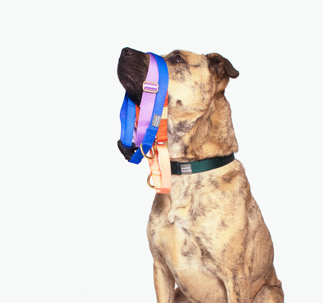 AUSTIN PETS ALIVE! DONATION PACK: martingale collars