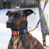 not-so-basic snap collar / rainbow