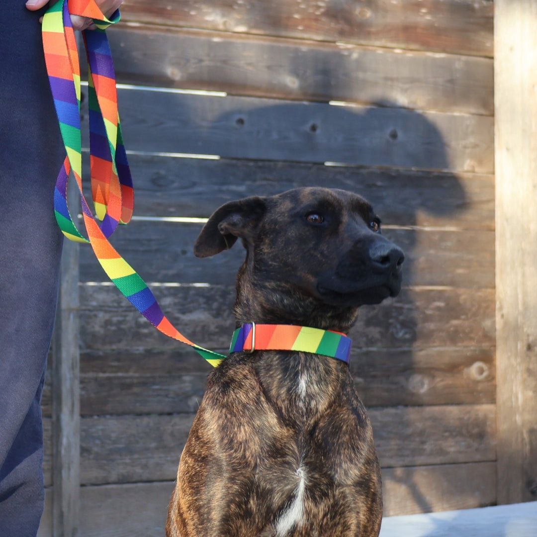 not-so-basic leash / rainbow