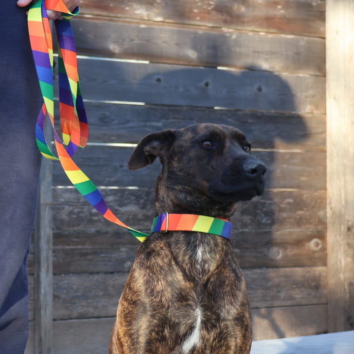 not-so-basic leash / rainbow