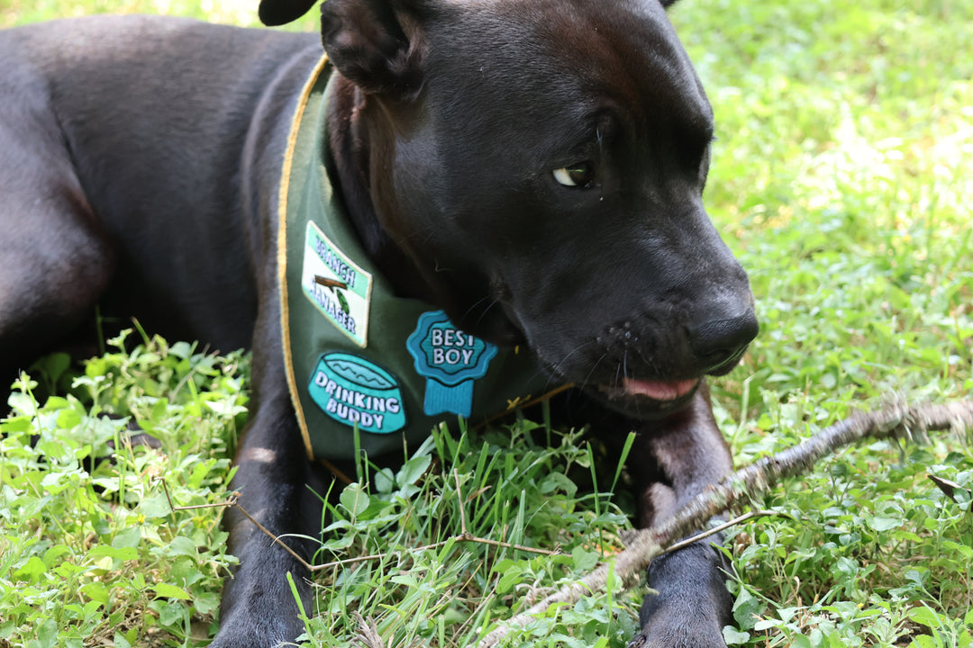 Merit badge: Scout Bandana add-on - Major Darling