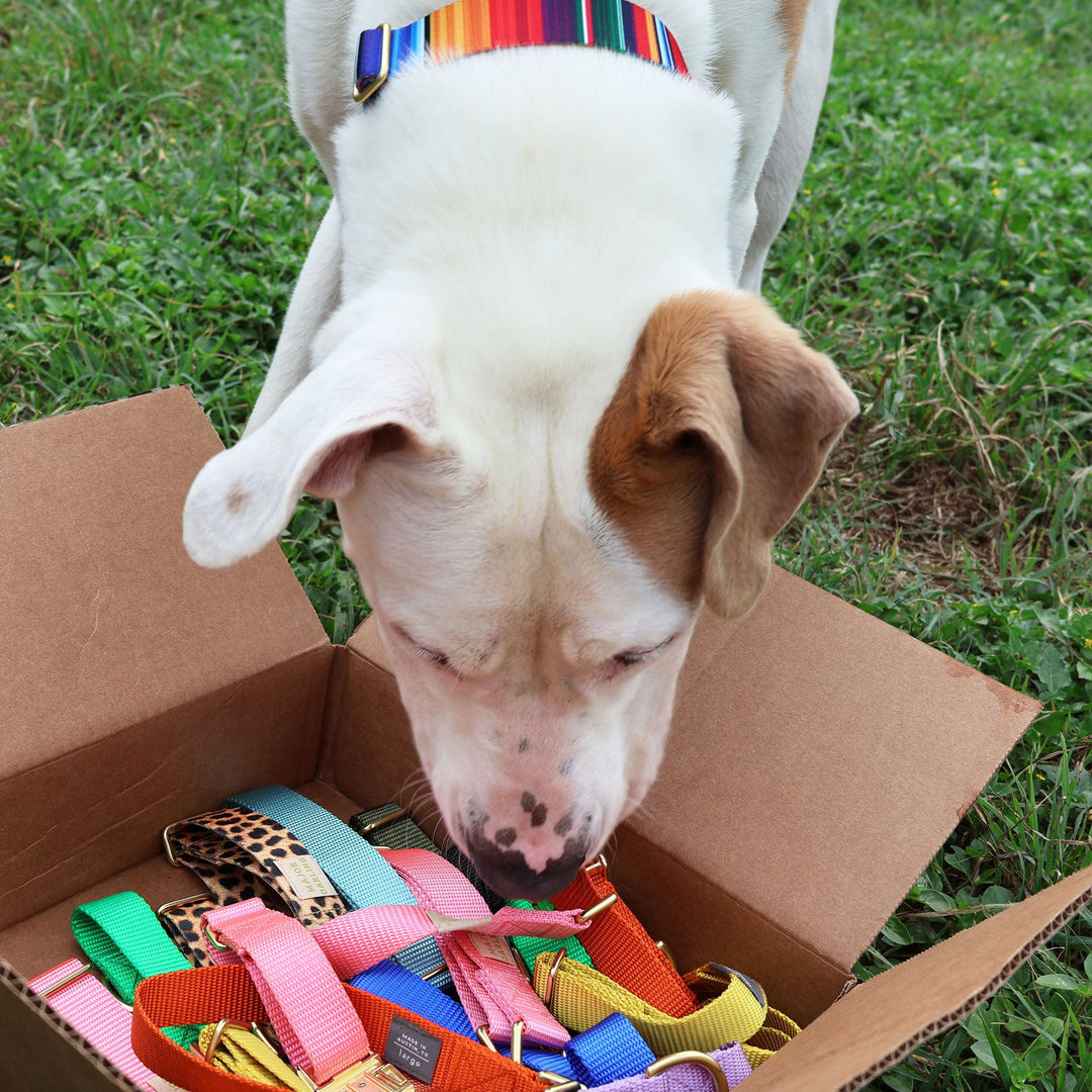 Shelter dog sniffing colorful collar donations in a cardboard box on grass