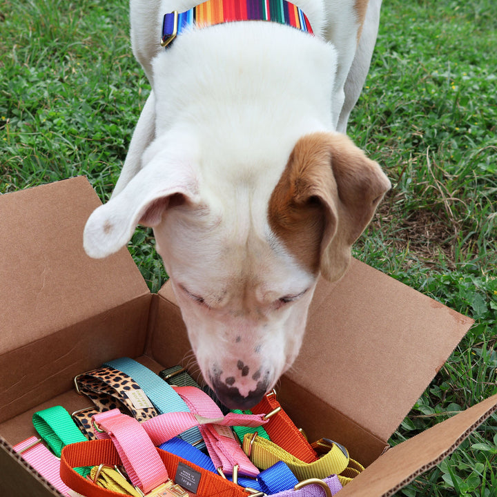 Shelter dog sniffing colorful collar donations in a cardboard box on grass