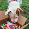 Shelter dog sniffing colorful collar donations in a cardboard box on grass