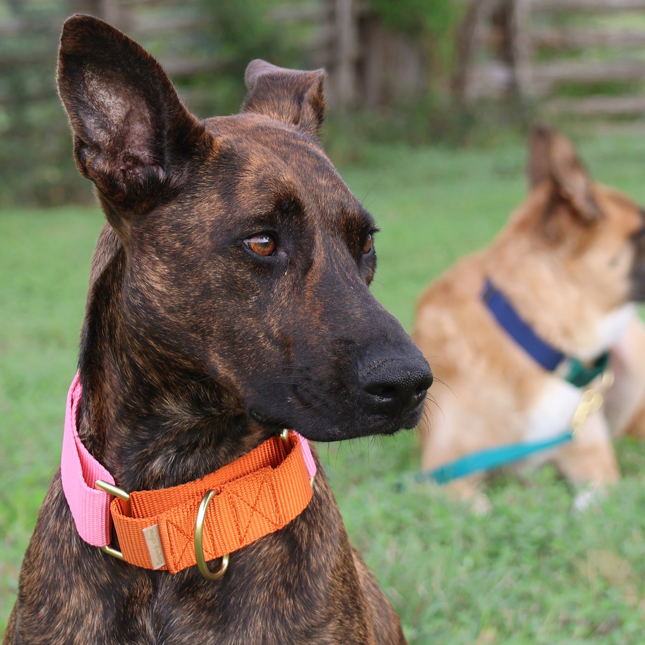 *size LARGE*. 1.5" wide martingale collar