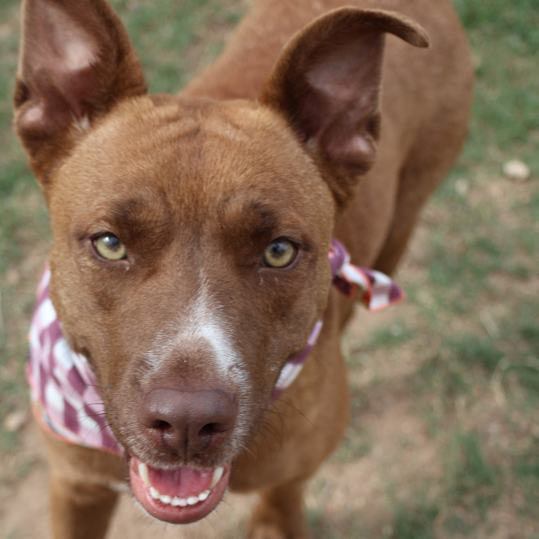 Brown dog with a checkered bandana looking up on a grassy background