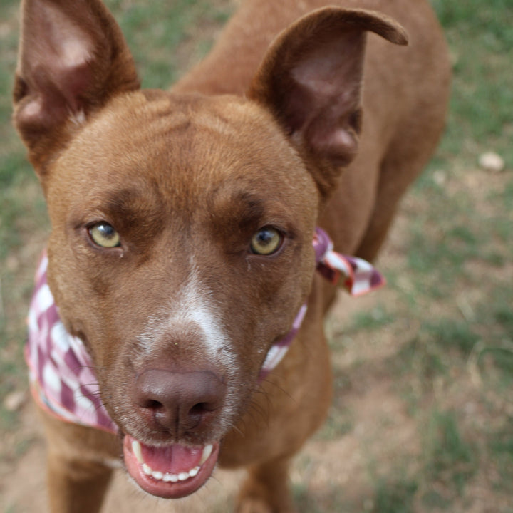 Brown dog with a checkered bandana looking up on a grassy background