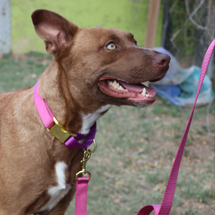 martingale collar / CUSTOM COLORS