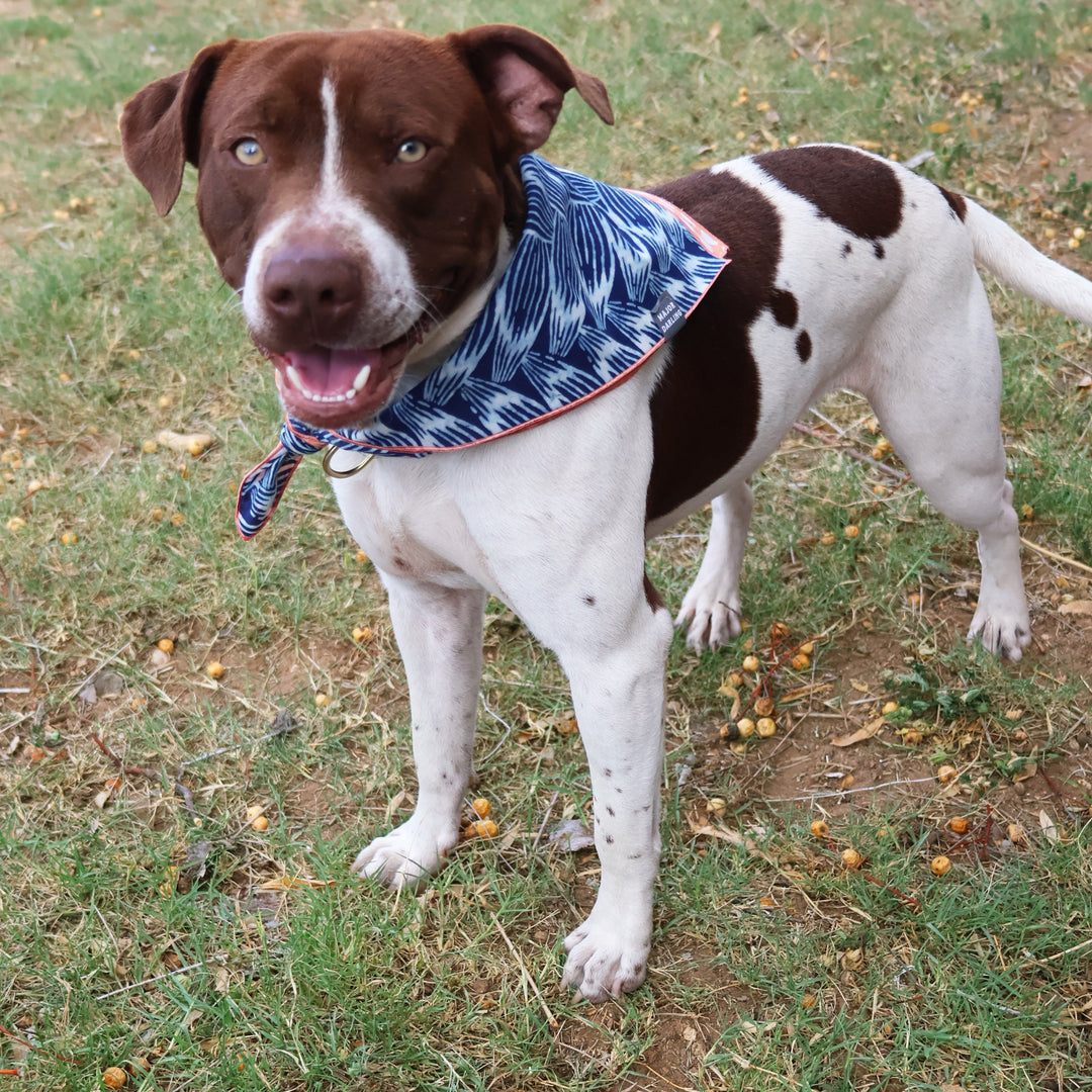 Dog wearing a blue bandana standing on grass with scattered fruits.