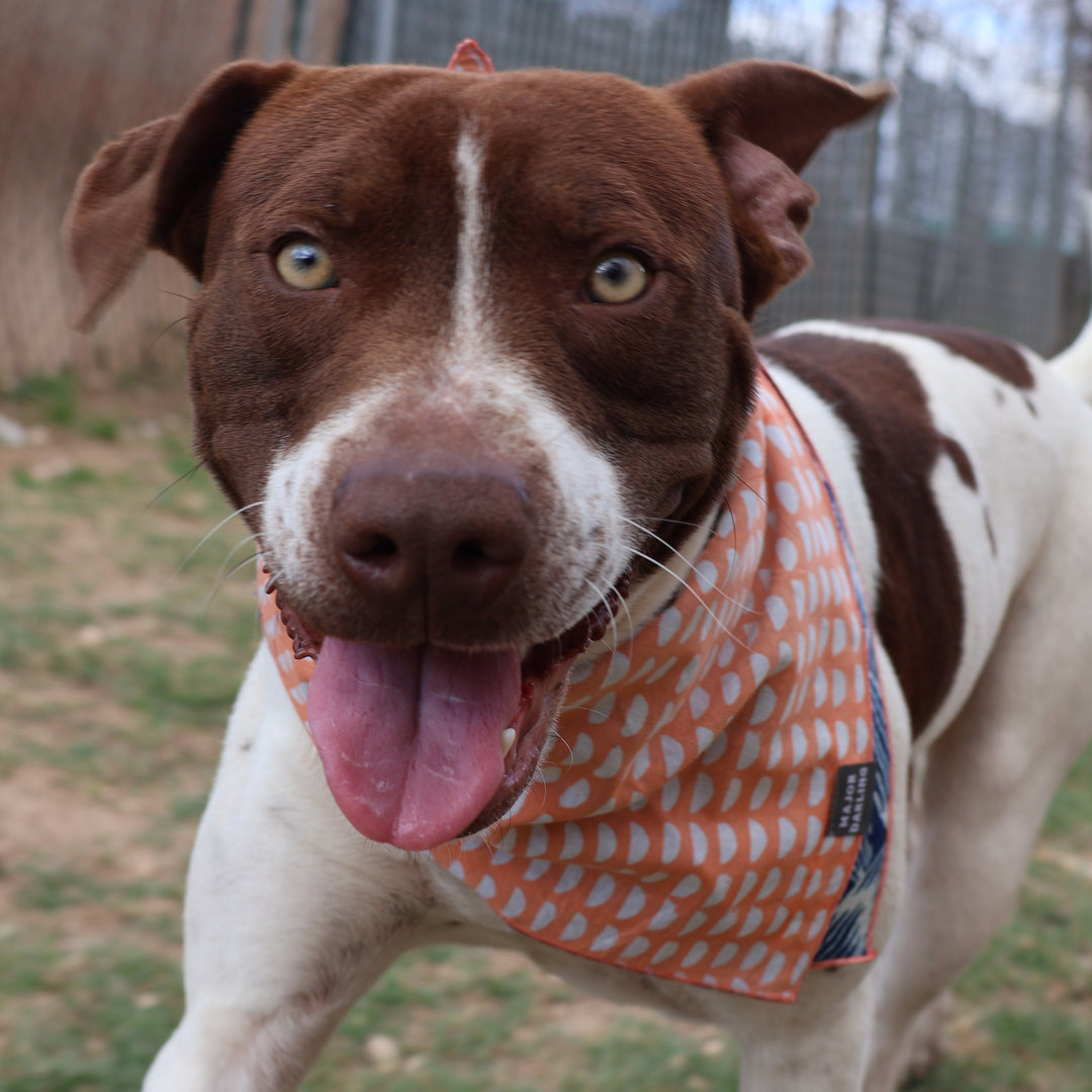 Dog wearing an orange bandana with a pattern, standing outdoors.