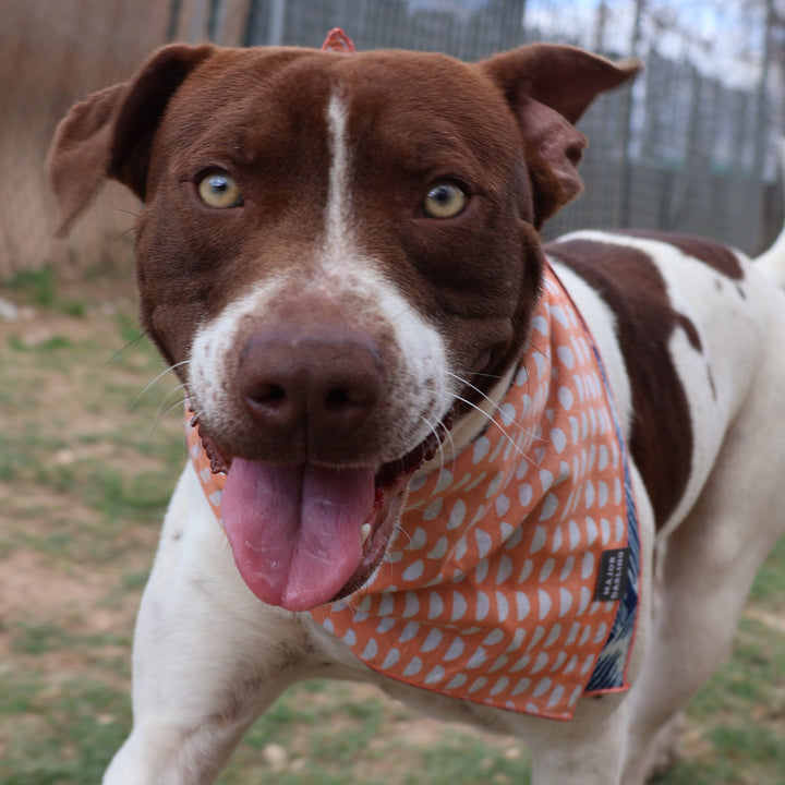 Dog wearing an orange bandana with a pattern, standing outdoors.
