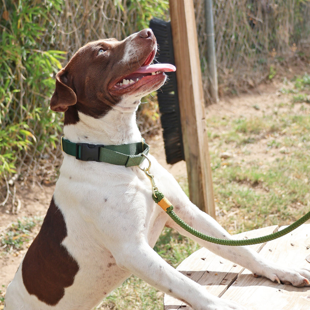 martingale collar / CUSTOM COLORS