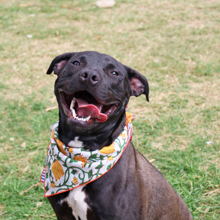 Dog wearing a bandana with a floral pattern on grass