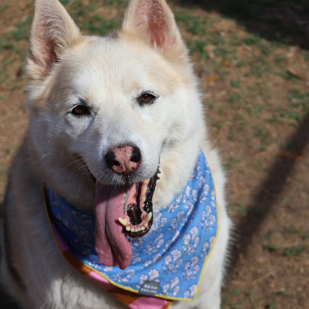White dog wearing a colorful bandana on a grassy background