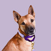 martingale collar / lilac + violet