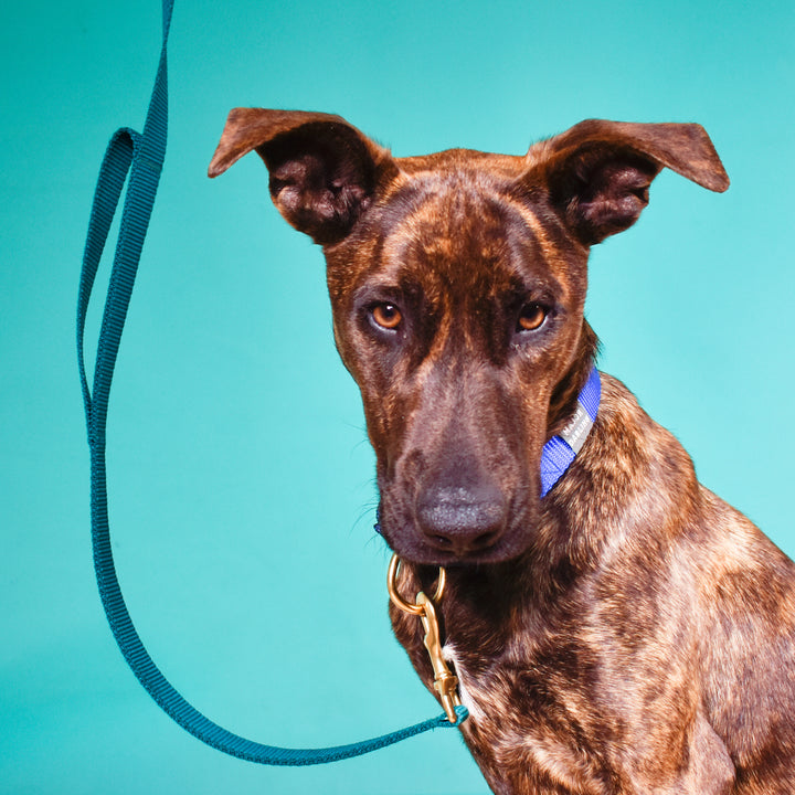 double handle leash / traffic leash - Major Darling