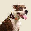 martingale collar / peach + merlot