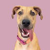 martingale collar / peach + rose / limited edition