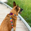 martingale collar / serape + navy