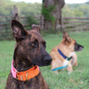 1.5" wide martingale collar