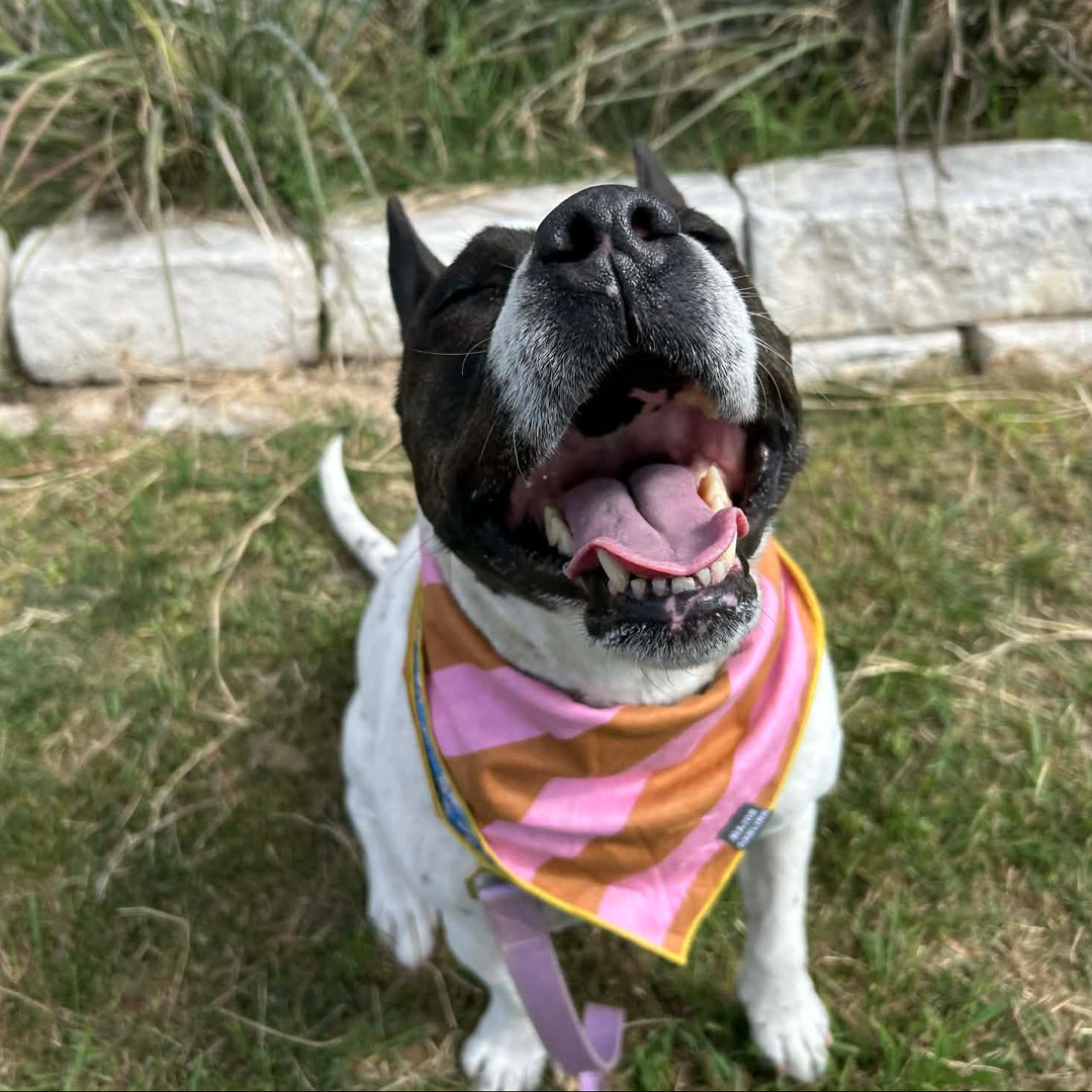 Dog wearing a striped bandana outdoors on grass