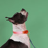 martingale collar / pink + orange