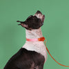 BUNDLE: martingale collar + basic leash / pink + orange