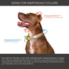 martingale collar / teal + bluebell