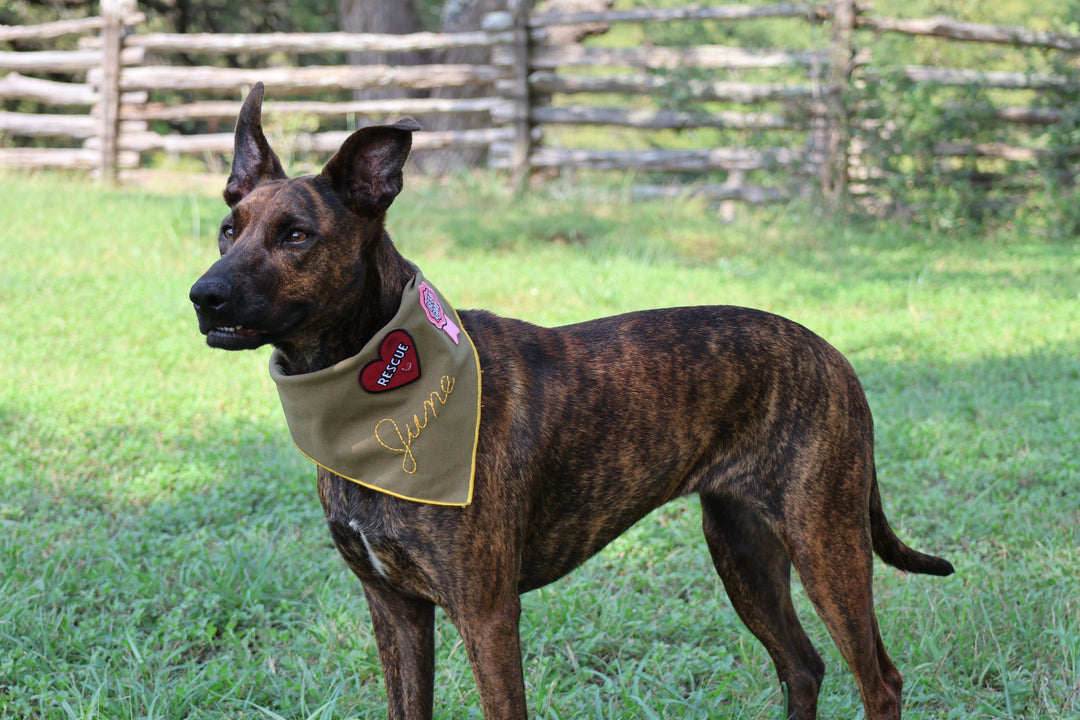 Merit Badge for the Scout Bandana