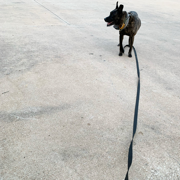 extra long leash / 15' - Major Darling