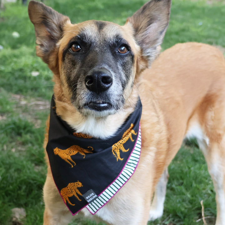 reversible bandana / cheetahs + stripes